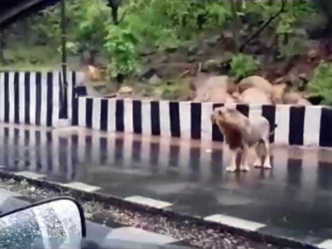 कैमरे में कैद : भारी बारिश का असर, हाईवे पर खुलेआम घूम रहे हैं बब्बर शेर