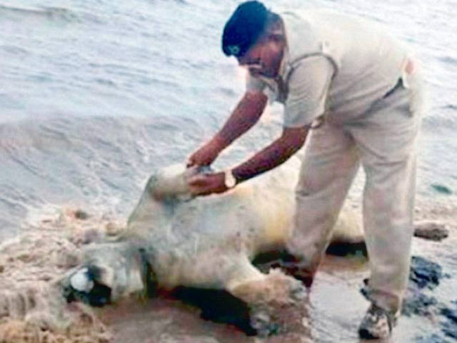 गुजरात की बाढ़ में आठ शेरों की भी हुई मौत