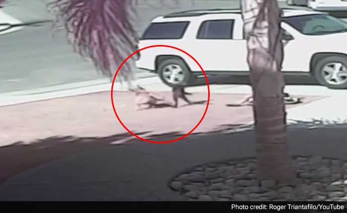 Cat Fights Off Canine Who Attacked 6-Year-Old, Wins 'Hero Dog' Award