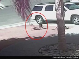 Cat Fights Off Canine Who Attacked 6-Year-Old, Wins 'Hero Dog' Award Cat Fights Off Canine Who Attacked 6-Year-Old, Wins 'Hero Dog' Award
