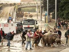 In Flood-Hit Tbilisi, Lions, Tigers and Bears Roam the Streets