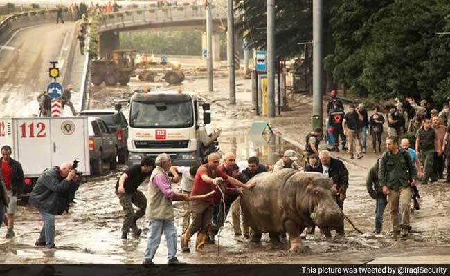 In Flood-Hit Tbilisi, Lions, Tigers and Bears Roam the Streets