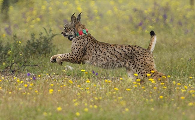 Cars Threaten World's Most Endangered Feline