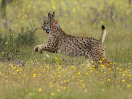 Cars Threaten World's Most Endangered Feline Cars Threaten World's Most Endangered Feline