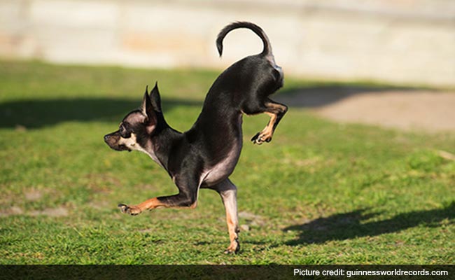 This Dog Breaks World Record for Being Fastest on 2 Paws