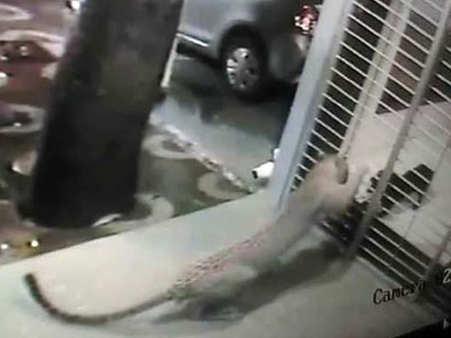 कैमरे में कैद : मुंबई में जब कुत्ते ने खदेड़ा तेंदुए को