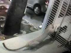 Caught on Camera: Dog Chases Away Leopard From House in Mumbai