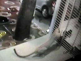 Caught on Camera: Dog Chases Away Leopard From House in Mumbai Caught on Camera: Dog Chases Away Leopard From House in Mumbai