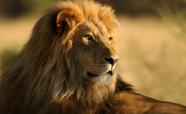 Lion Kills 14-Year-Old Girl In Gujarat's Junagadh District