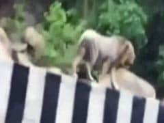 Caught on Camera: This Lion Took a Stroll on a Gujarat Highway