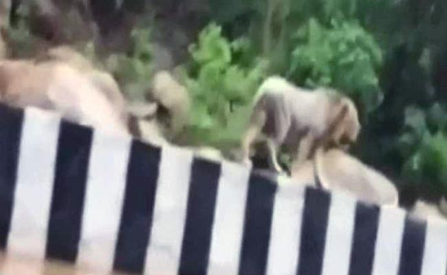 Caught on Camera: This Lion Took a Stroll on a Gujarat Highway