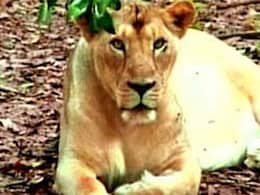 Lioness Mauls Woman To Death In Gujarat's Bharad Village Lioness Mauls Woman To Death In Gujarat's Bharad Village