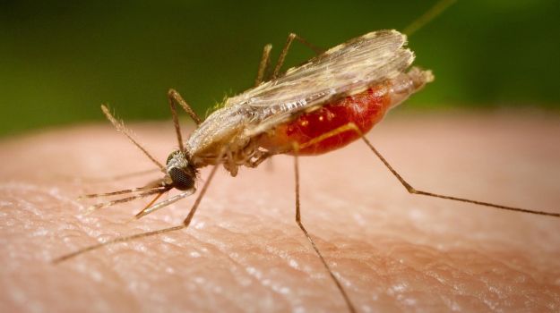 By Cutting Down Forests, Humans May Be Giving Themselves Malaria