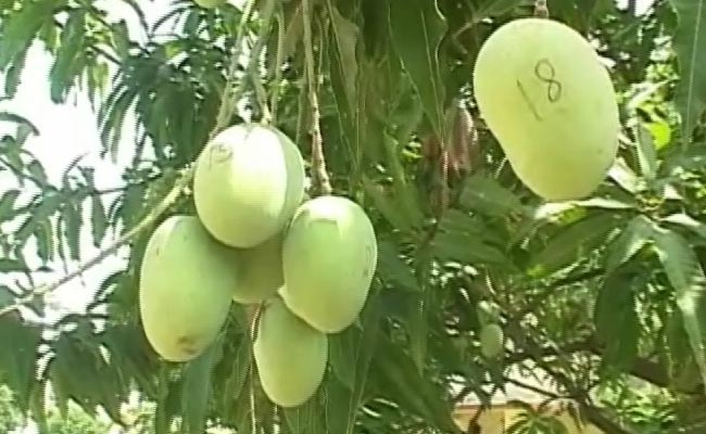 Why Former Jharkhand Chief Minister is Numbering All the Mangoes in His Backyard