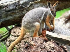 Rare Case of Wallaby Fostering Tree Kangaroo in Pouch