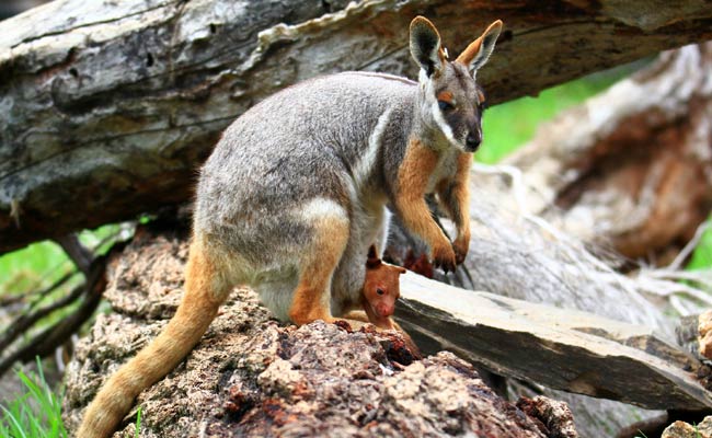 Rare Case of Wallaby Fostering Tree Kangaroo in Pouch