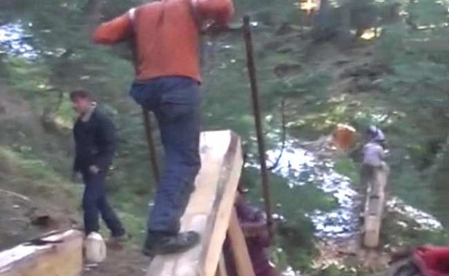 Felling of Pine Trees in Jammu and Kashmir, Minister Admits to Big Nexus Between Forest Mafia and Officials