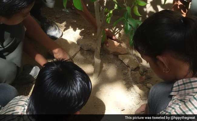 World Environment Day: Mumbai Businessman Donating 1 Lakh Saplings Every Year Since 1999