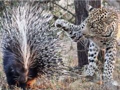 That Must Have Hurt. Leopard Discovers That Porcupines Don't Make Good Meals