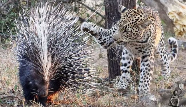 That Must Have Hurt. Leopard Discovers That Porcupines Don't Make Good Meals