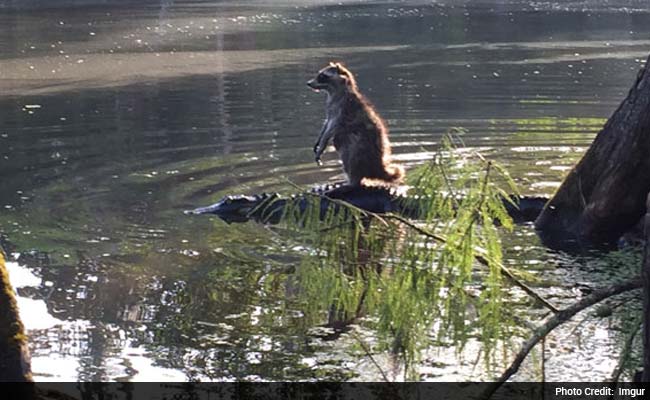 Viral: Raccoon Hitches a Ride on an Alligator Like a Boss