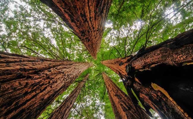 Study Reveals Famous California Redwood is 777 Years Young