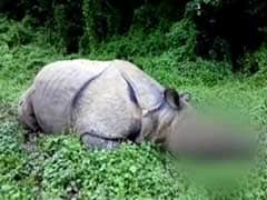 Rhino Killed in Assam's Kaziranga Park