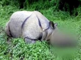 Poachers Kill Kaziranga Rhino, Escape With Horn Poachers Kill Kaziranga Rhino, Escape With Horn