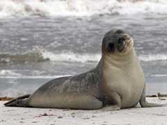 Seals Help Scientists Probe Remote Seas