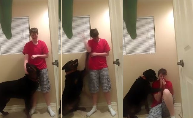 Video of Service Dog Helping Owner Cope With Asperger's-Related Meltdown Goes Viral