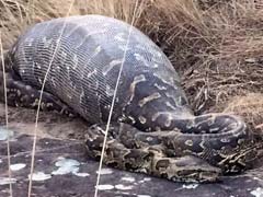 Python Dies After Eating Giant Porcupine in South Africa