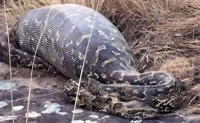 Python Dies After Eating Giant Porcupine in South Africa
