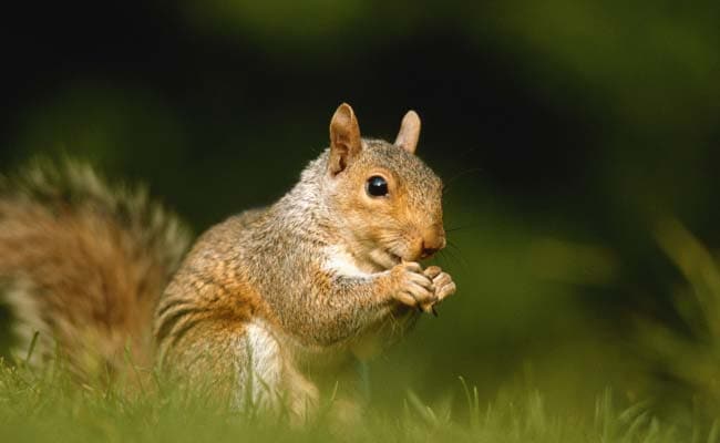 Squirrel Knocks Out Power to Thousands in San Francisco Bay Area