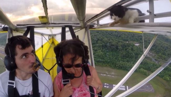 Hello Kitty: Video of Stowaway Cat Taking an Unexpected Flight Goes Viral