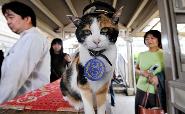 Stationmaster, Tourist Magnet, Cat: Tama Dies in Japan