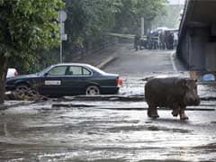 Deadly Zoo Animals Roam Georgian Capital After Floods Kill 9 People