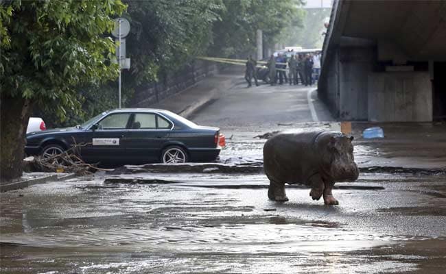 Deadly Zoo Animals Roam Georgian Capital After Floods Kill 9 People