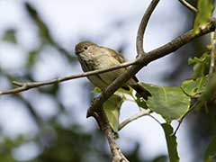 Tiny Australian Bird Cries Wolf to Scare Predators