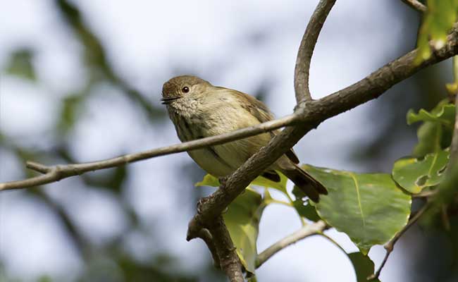 Tiny Australian Bird Cries Wolf to Scare Predators