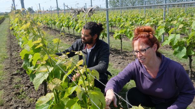 Sweden's Wine Industry is Maturing Nicely  Thanks to Climate Change