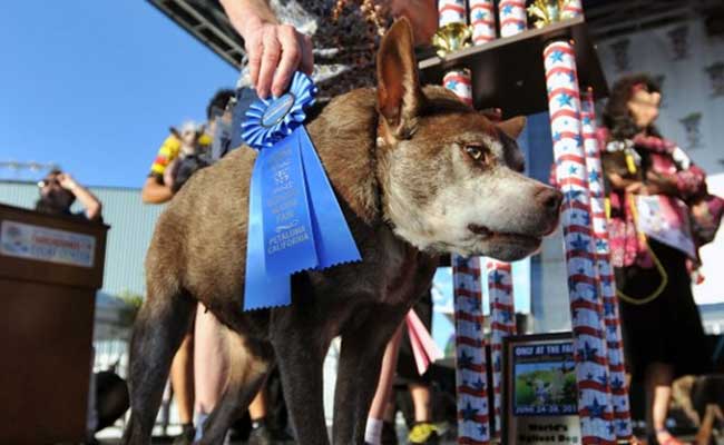 Hunchbacked US Mutt Crowned 'World's Ugliest Dog'
