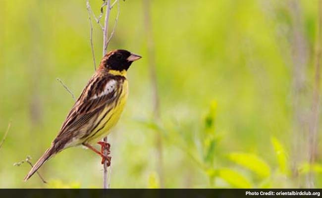 Once Abundant Bird Being Eaten to Worldwide Extinction by China: Study