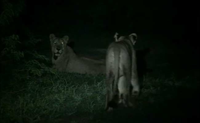 Lion Headcount Continues After Floods Wreck Gujarat Forest
