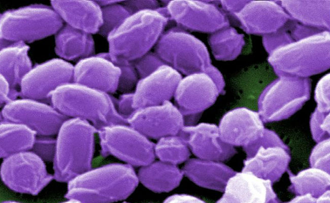 Bacterium Trained To Perform Artificial Photosynthesis