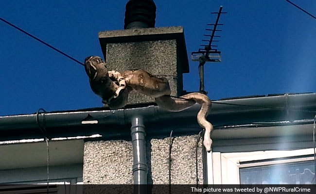 Smile, You're on Camera: Pet Boa Constrictor Photographed Sliding Down a Wire