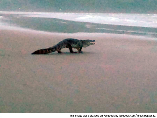जब एक मगरमच्छ जा पहुंचा गोवा के लोकप्रिय मोरजिम बीच पर...