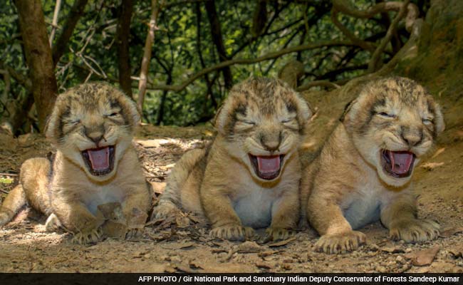 TGIF Treat. Video of 11 New Lion Cubs at Gir Sanctuary in Gujarat