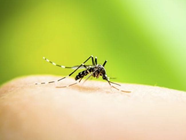 दिल्ली में डेंगू के मरीज बढ़े, रोकथाम की कोशिशें नाकाफी