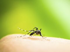 Dengue Fever: How to Prevent the Disease and Stay Healthy this Monsoon