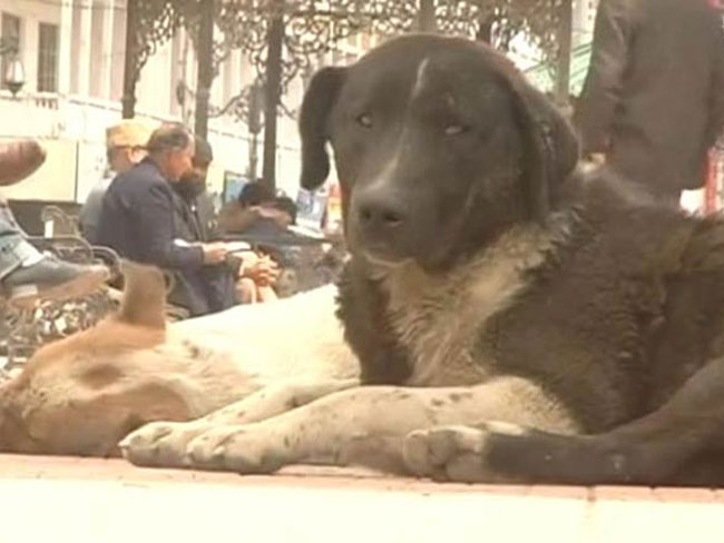 सड़क के कुत्तों का कमाल, किडनैपर के चंगुल से कुछ यूं छूटी लड़की